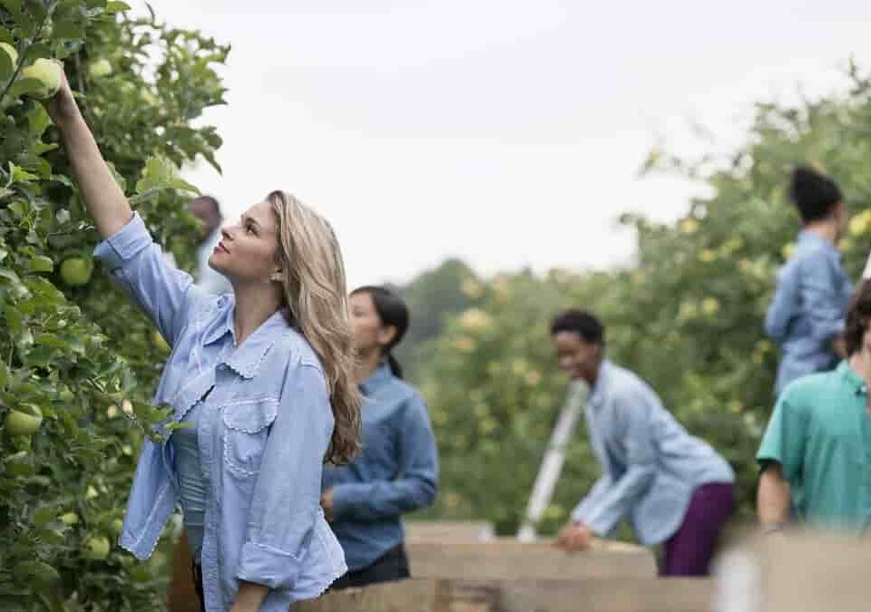 UK Farmers Facing Seasonal Labour Shortages