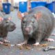 Massive Rats Terrorize Birmingham as Bin Strike Chaos Fuels Rodent Surge